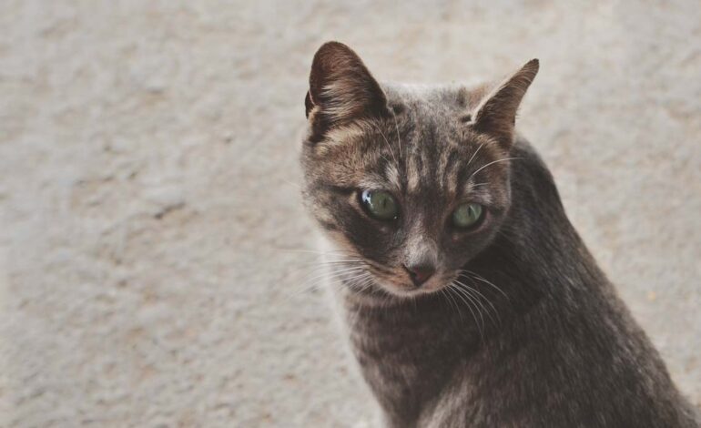 21 Cats And Dogs Who Are So Ready For Bedtime